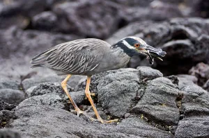 Ecuador Prints: Yellow-Crowned Night heron (Nycticorax violaceus) preying on hatching turtle on the coast