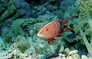 Marine Fish Prints: Yellow-edged Lyretail (Variola louti)