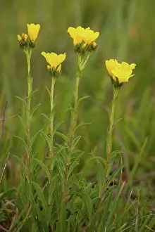 Romania Prints: Yellow Flax (Linum flavum) flowering, in grassland, Viscri, Transylvania, Romania