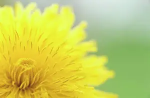 Soft Focus Prints: Yellow flower, dandelion, close-up