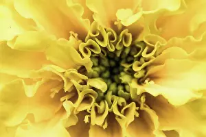 Vision Prints: Yellow flower image macro photography