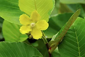 Opening Prints: Yellow flower Sabah Malaysia