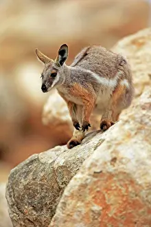 Australasia Prints: Yellow-footed Rock Wallaby (Petrogale xanthopus) adult