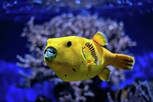 Toxic Prints: Yellow, golden puffer guineafowl puffer (Arothron meleagris) fish underwater in Indo-Pacific