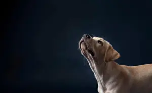 Canidae Prints: Yellow lab puppy on dark blue background looking camera left and up