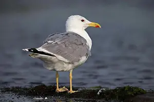 Romania Prints: Yellow-legged gull (Larus michahellis), Danube Delta Biosphere Reserve, Romania, Europe
