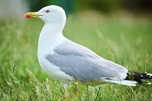 Seagull Prints: Yellow-legged gull (Larus michahellis), standing on a meadow, wildlife, France, Europe