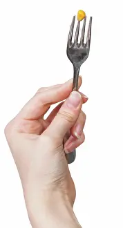 Supper Prints: yellow maize seed impaled on fork in female hand one yellow maize seed impaled on fork in female hand isolated on white