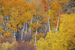 Aspen Prints: Yellow and orange Aspen trees with prominent trunks, Teton Valley, Wyoming