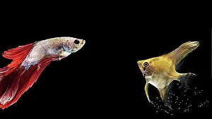 Decorations Prints: Yellow red betta fish swimming
