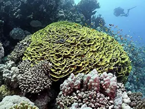 Scuba Diver Prints: Yellow salad coral (Turbinaria reniformis)