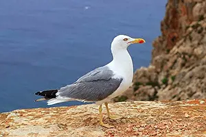 Bill Prints: Yellow bill seagull posing in rocky sea mountain mediterranean
