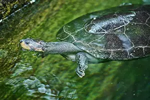 Body Of Water Prints: Yellow-spotted Amazon river turtle (Podocnemis unifilis) swimming in a water