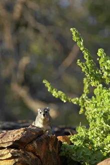 Mashatu Prints: Yellow-Spotted Rock Dassie (Hyrax) (Hetrohyrax brucei)