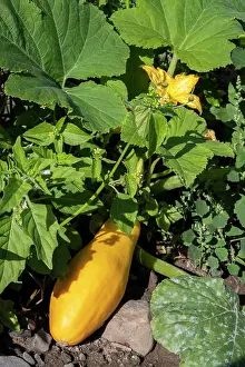 Produce Prints: Yellow squash