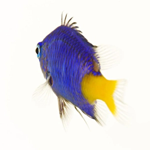 Cutouts Prints: yellow tail blue damsel fish (chrysiptera parasema)