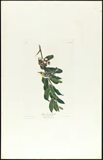 Yellow throated warbler : Sylvia pensilis
