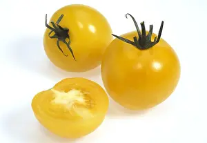 Ingredient Prints: Yellow Tomatoes, Solanum Lycopersicum, Vegetable Against White Background
