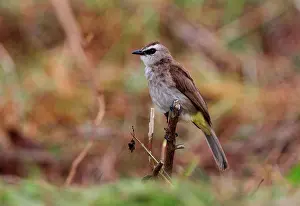 Tropical Prints: Yellow-vented Bulbul (Pycnonotus goiavier gourdini) adult