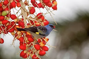 Belize Prints: Yellow Winger Tanager (Thraupis abbas) feeding on palm berries, Belize, Central America
