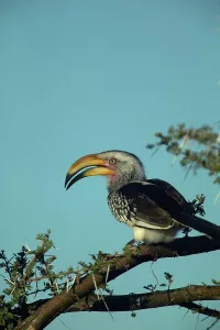 Yellowbilled Hornbill (Tockus flavirostris) perched in a tree