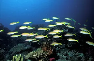 Seas Prints: Yellowfin Goatfish Patroll The Reef