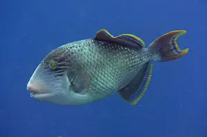 Marine Prints: Yellowmargin Triggerfish (Pseudobalistes flavimarginatus)