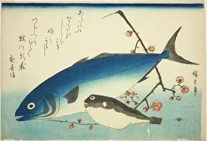 Yellowtail, blowfish, and plum branch 1835-1847 Japan. Color woodblock print; oban. Utagawa Hiroshige