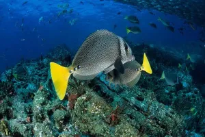 : yellowtail surgeonfish, prionurus punctatus