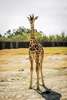 Isolated Prints: Yong baby giraffe looking at the camera