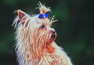 Canine Prints: Yorkie with bow in hair