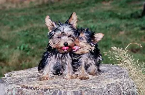 Stump Prints: Yorkie puppies on stump