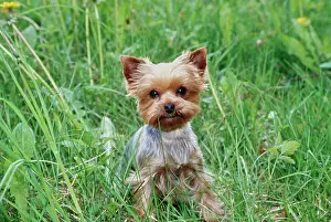 Innocent Prints: Yorkie puppy in grass