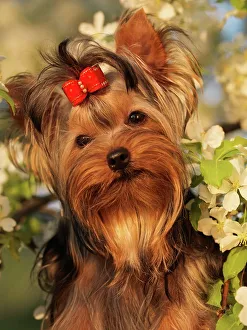 Canines Prints: Yorkshire Terrier, AKC, 7-month-old puppy Amy photographed in Fairbanks