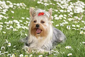 Thoroughbred Prints: Yorkshire Terrier lying in the meadow