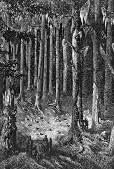 Surrounding Prints: Yosemite National Park: on the way through the forest to the Big Trees