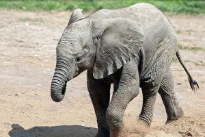 Strong Prints: Young African Elephant (Loxodonta) kicking up the dirt