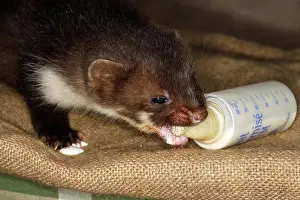 Feed Prints: Young Beech marten suckink a baby-bottle Alsace France