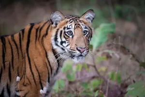 Nick Garbutt Prints: Young Bengal Tiger (Panthera tigris tigris) (14 -15 months old)