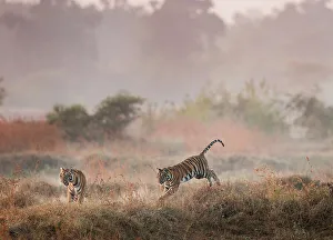 Nick Garbutt Prints: Young Bengal Tigers (Panthera tigris tigris) (14 -15 months old) playing in open grasslands on the edge of dry forest