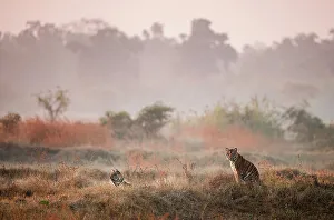 Nick Garbutt Prints: Young Bengal Tigers (Panthera tigris tigris) (14 -15 months old) in open meadow