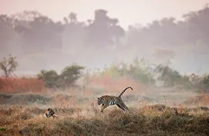 Nick Garbutt Prints: Young Bengal Tigers (Panthera tigris tigris) (14 -15 months old) playing in open meadow
