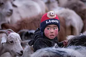 India Prints: Young boy from the Changpa nomads people among goats, Debring, Ladakh, India, Asia