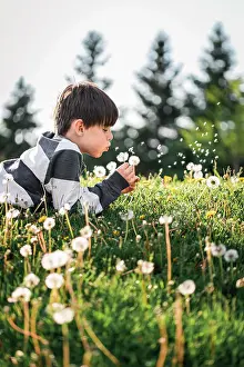 Blurred Background Prints: Young boy laying on the grass blowing seeds off of a dandelion flower