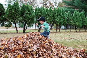Baseball Cap Prints: Young boy wearing baseball cap jumping into a heap of autumn leaves