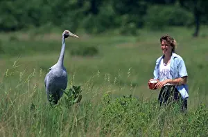 Wildlife Conservation Prints: Young brolga crane with trainer at the International Crane Foundation