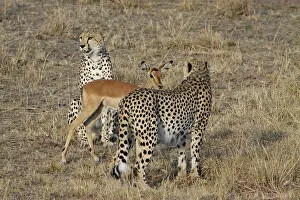 East Africa Prints: Three young brothers Cheetahs playing with a young Impala