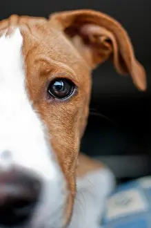 Animal Eye Prints: Young brown dog at home
