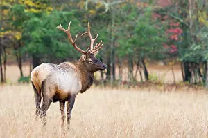 Deer Prints: A Young Bull Elk Walking through a Field