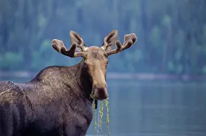 Moose Prints: Young bull moose, Bowron Lake Provincial Park, British Columbia, Canada